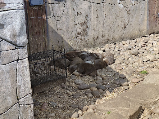 Five Sisters Zoo 20250808 151653 012