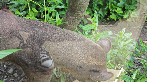 Five Sisters Zoo 20250808 151654 013