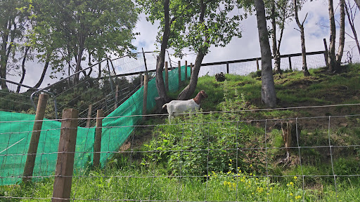 Five Sisters Zoo 20250808 151658 017