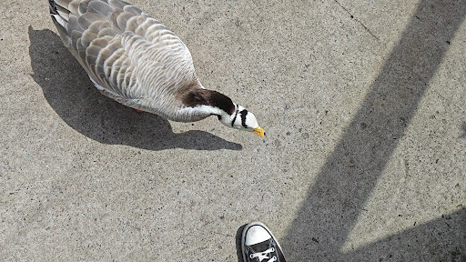 Five Sisters Zoo 20250808 151659 018