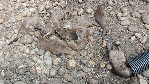 Five Sisters Zoo 20250808 151700 019