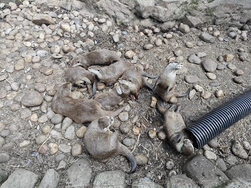 Five Sisters Zoo 20250808 151701 020