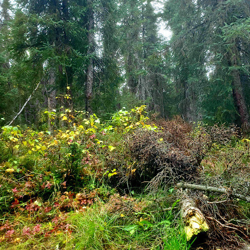 Forsythe Park 20250727 094729 002