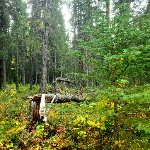 Forsythe Park 20250727 094734 007