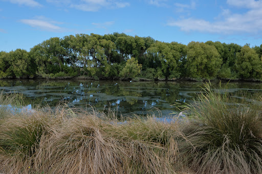 Foxton River Loop Reserve and Playground 20250818 170041 009