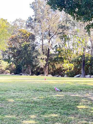 Frascott Park Safari Playground 20250824 012942 010