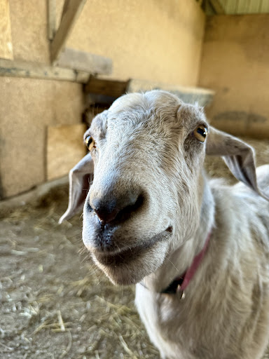 Glade Valley Corn Maze 20250727 023707 017