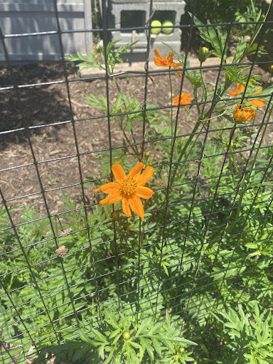 Glencarlyn Park Playground 20250727 121252 013