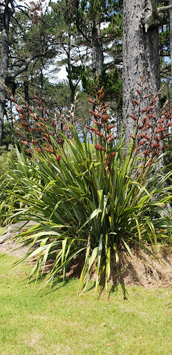 Glendene Reserve Park 20250818 162859 017