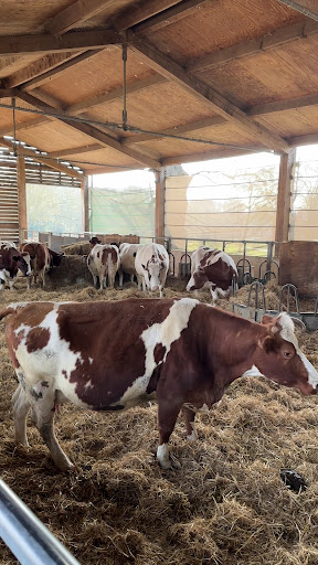 Hare Krishna Temple Watford   ISKCON Bhaktivedanta Manor 20250808 184547 007