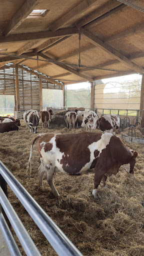 Hare Krishna Temple Watford   ISKCON Bhaktivedanta Manor 20250808 184551 011