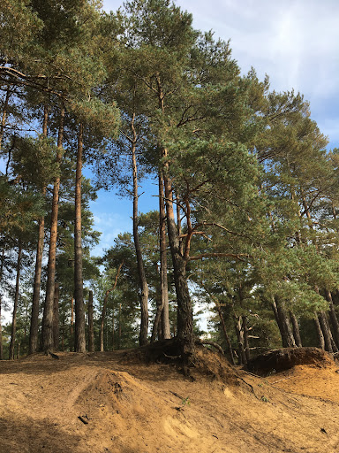 Hogmoor Inclosure Natural Play Area 20250808 195133 011