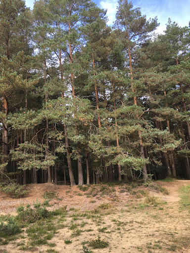 Hogmoor Inclosure Natural Play Area 20250808 195133 012