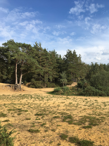 Hogmoor Inclosure Natural Play Area 20250808 195139 019