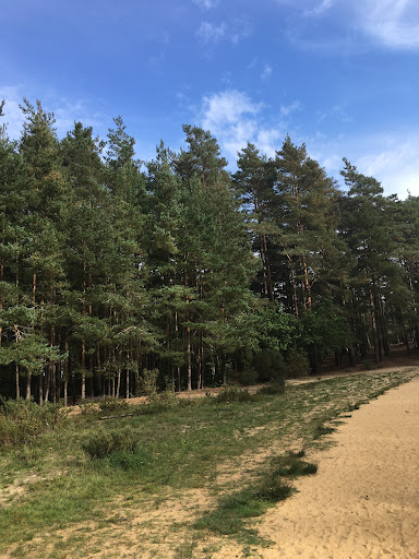 Hogmoor Inclosure Natural Play Area 20250808 195140 020