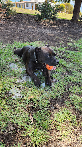Joan Rycroft Reserve Playground 20250824 020406 001