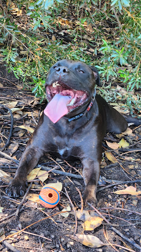 Joan Rycroft Reserve Playground 20250824 020410 007