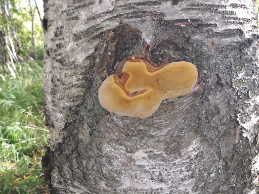 Johns Park Playground 20250727 094542 001