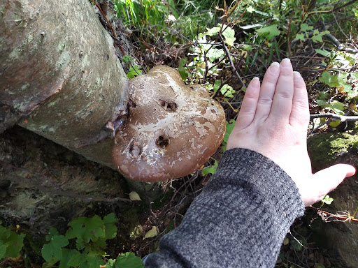 Johns Park Playground 20250727 094543 002