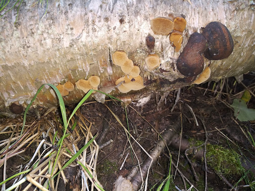 Johns Park Playground 20250727 094544 003