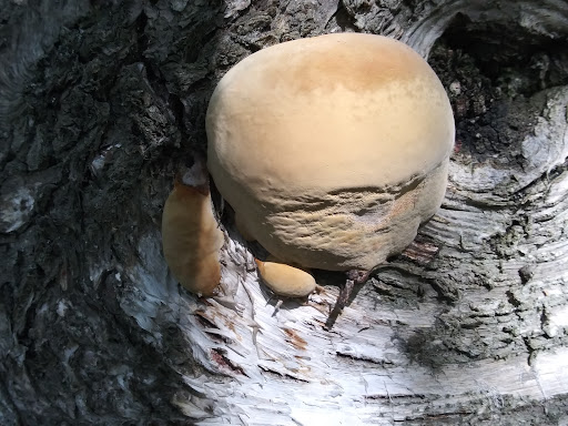 Johns Park Playground 20250727 094547 006