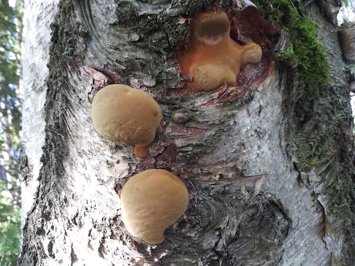 Johns Park Playground 20250727 094547 007