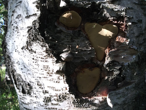 Johns Park Playground 20250727 094548 008