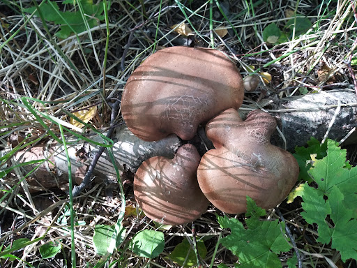 Johns Park Playground 20250727 094549 009