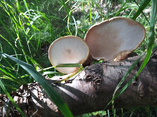 Johns Park Playground 20250727 094550 010