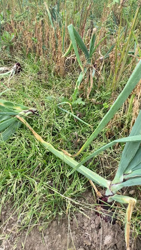 Kenyon Hall Farm 20250808 164430 001