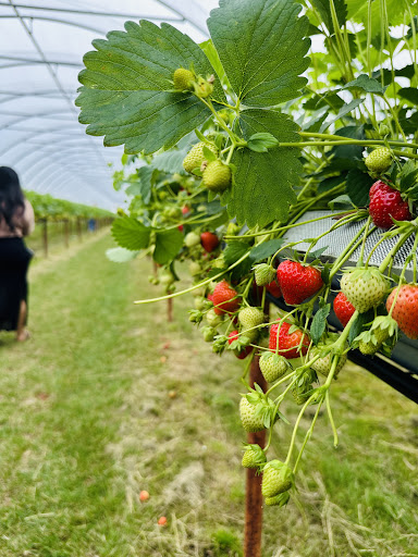 Kenyon Hall Farm 20250808 164430 002