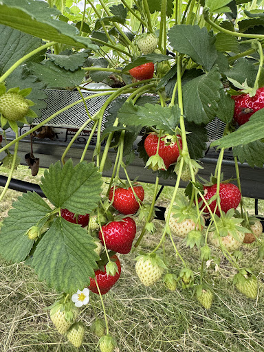 Kenyon Hall Farm 20250808 164434 006