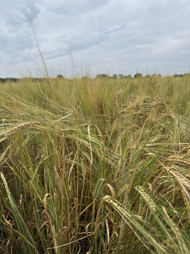 Kenyon Hall Farm 20250808 164434 007