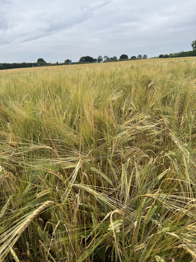 Kenyon Hall Farm 20250808 164435 008