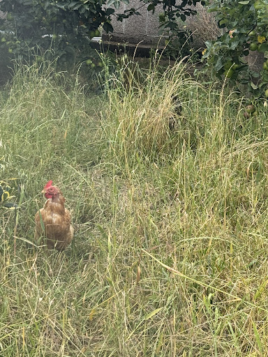 Kenyon Hall Farm 20250808 164438 011