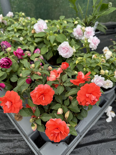 Kenyon Hall Farm 20250808 164445 019