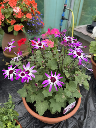 Kenyon Hall Farm 20250808 164446 020