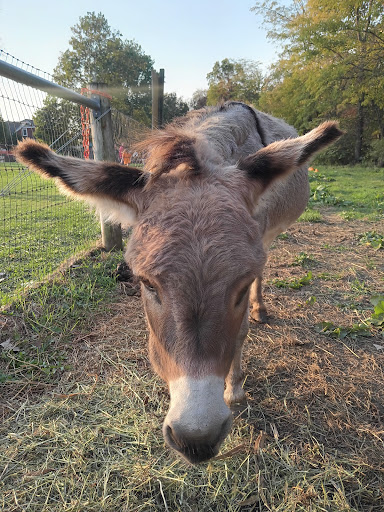 Knollbrook Farm 20250727 050051 004
