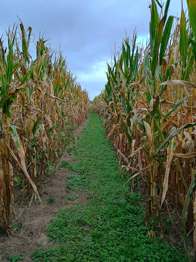 Knollbrook Farm 20250727 050104 020