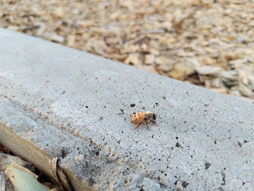 Korong Reserve 20250824 013508 003