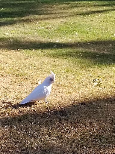 Lake Claremont Nature Playground 20250824 021905 016