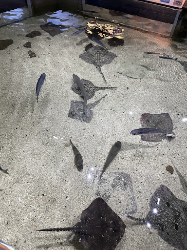 Lake District Coast Aquarium Maryport 20250808 154111 003