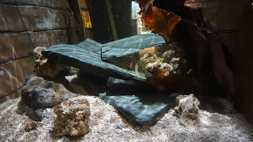 Lake District Coast Aquarium Maryport 20250808 154116 010