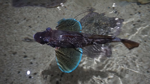 Lake District Coast Aquarium Maryport 20250808 154117 011