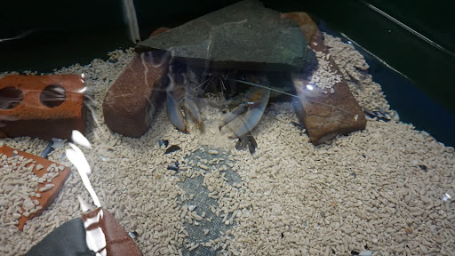 Lake District Coast Aquarium Maryport 20250808 154119 013