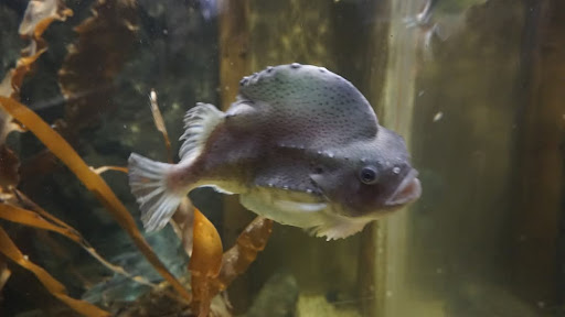 Lake District Coast Aquarium Maryport 20250808 154121 015
