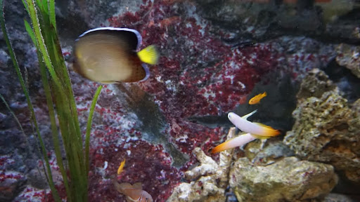 Lake District Coast Aquarium Maryport 20250808 154121 016