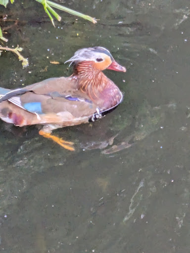 Laurel Park Playground 20250808 191425 001