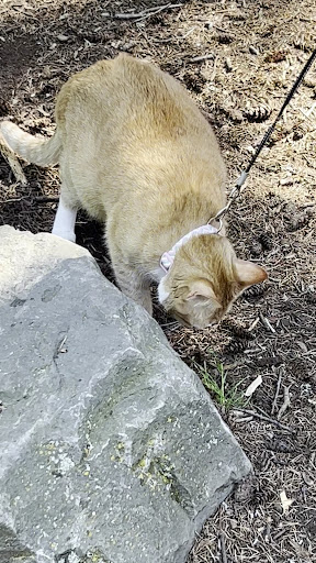 Lents Park Playground 20250727 104213 007