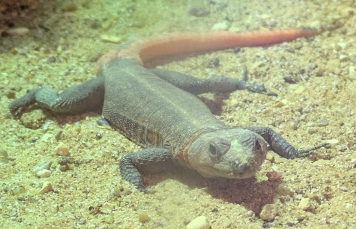 Lincolnshire Wildlife Park 20250808 165721 006